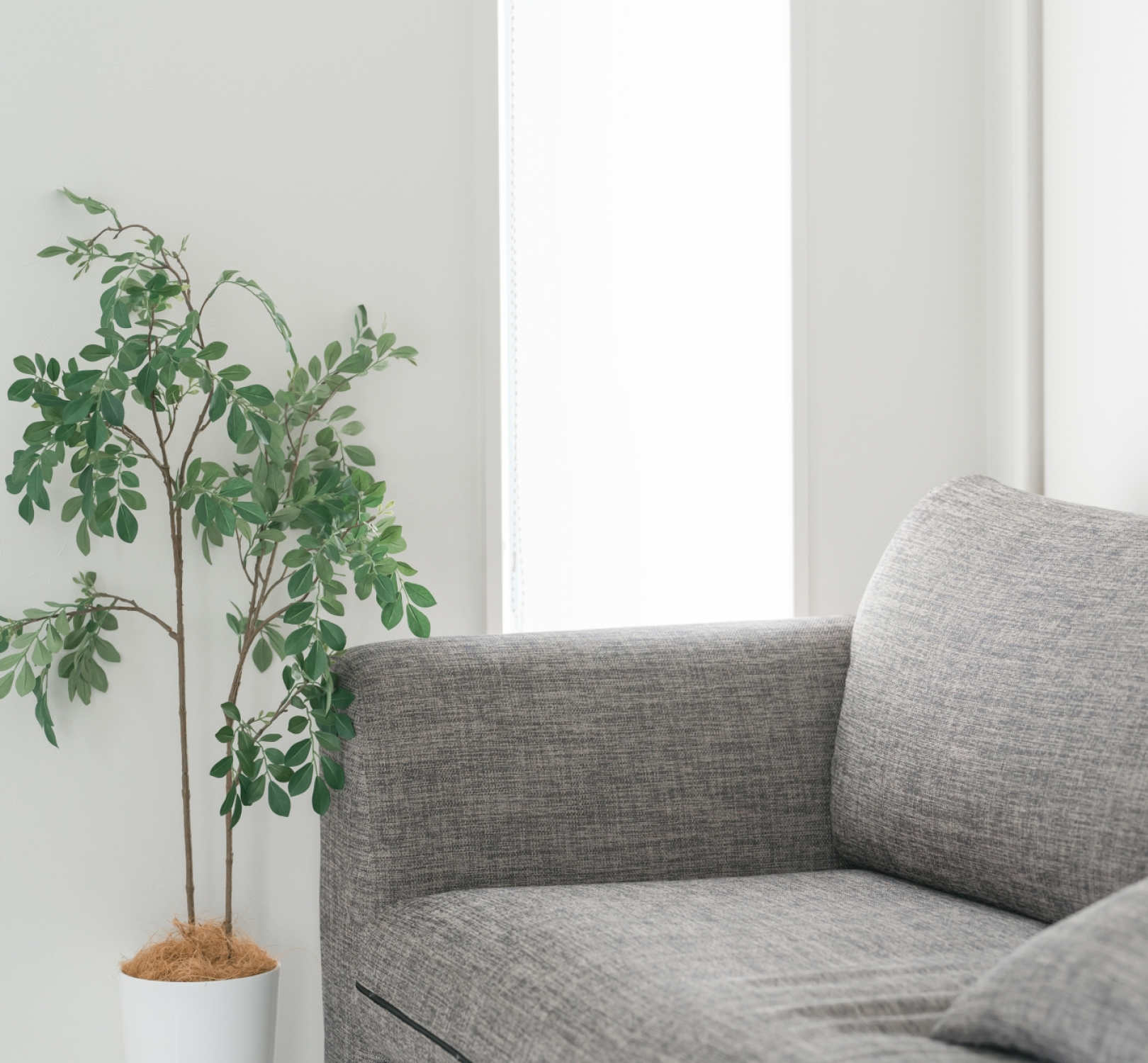 セイム社について